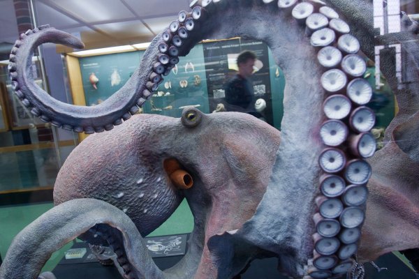 Kraken krn